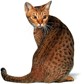 Bengal cat